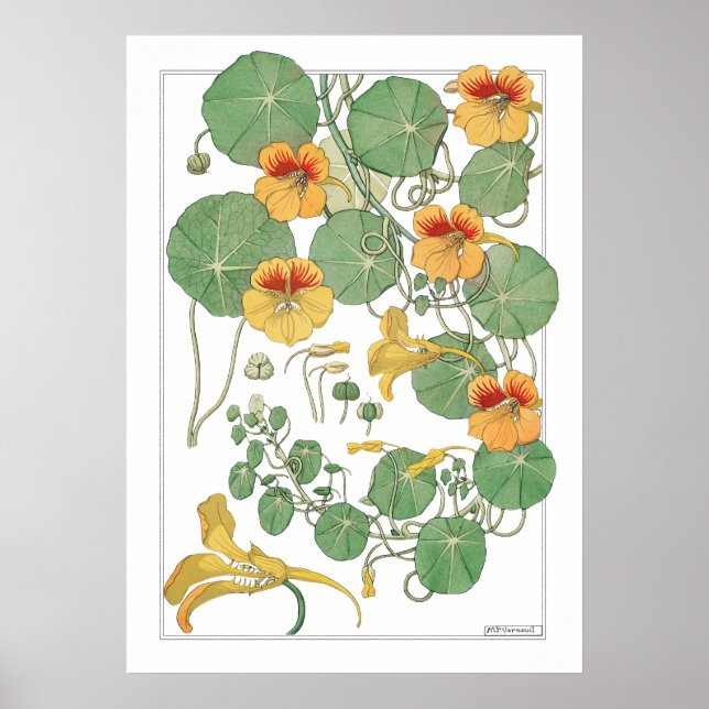 Poster Nasturtiums jaunes | Antique Lithographie 1896 (Devant)