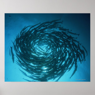 Poster Natation de barracuda de Blackfin en cercles