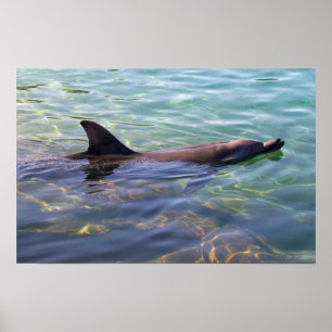 Poster Natation des dauphins