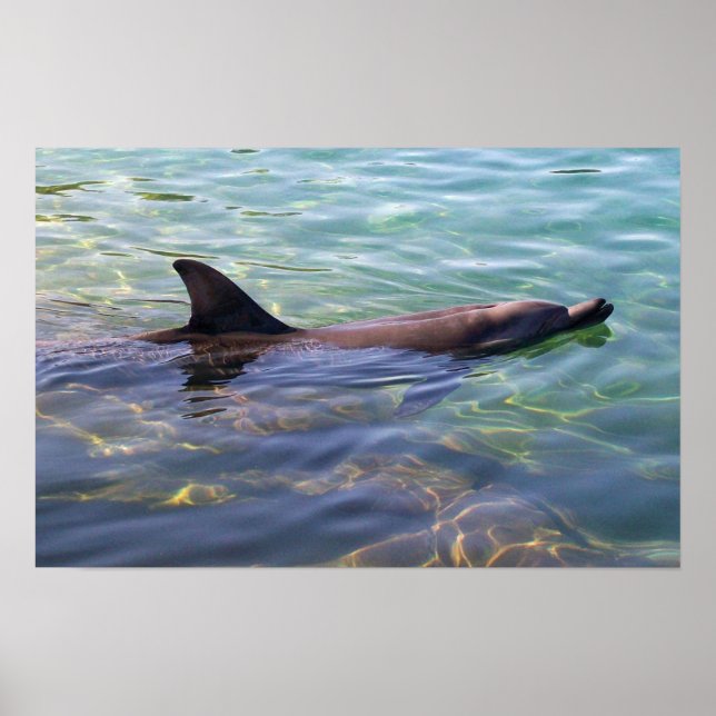 Poster Natation des dauphins (Devant)