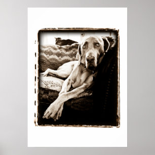 Poster Nation Weimaraner : "La Chaise de Ballou"