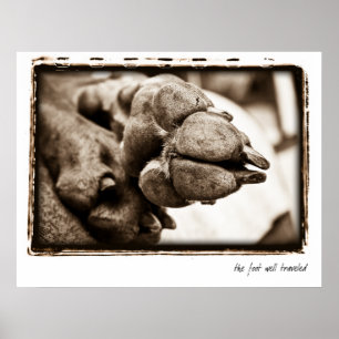 Poster Nation Weimaraner : "Le pied bien parcouru"