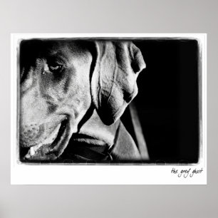 Poster Nation Weimaraner : "The Grey Ghost" Imprimer