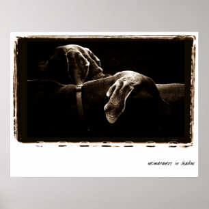 Poster Nation Weimaraner : Weimaraners dans l'ombre