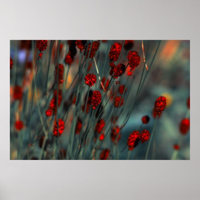 Poster Nature (Devant)