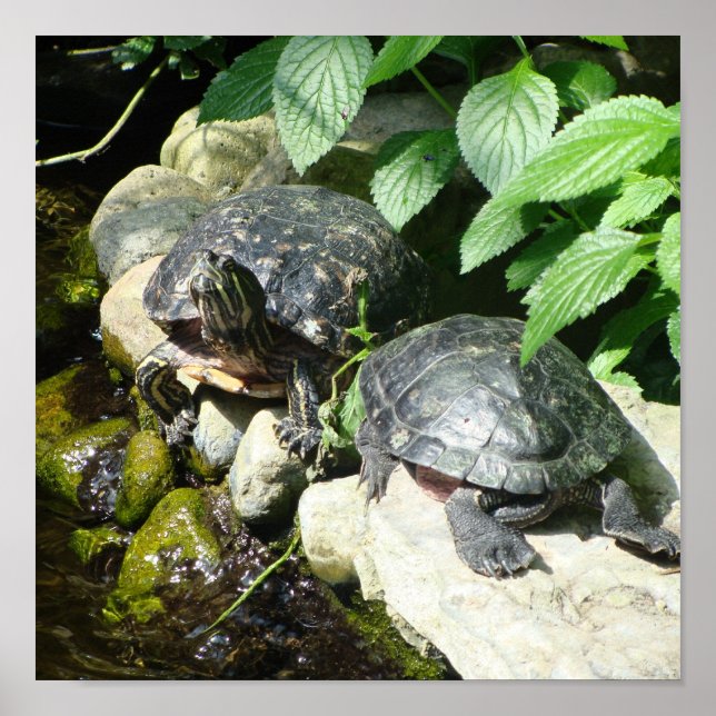 POSTER NATURE (Devant)