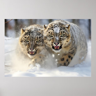 Poster Nature animale léopard des neiges Sauvage majestue