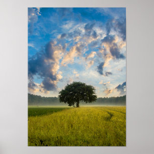 Poster Nature Arbre vert Herbe Sauvage Ciel bleu été