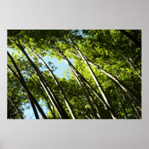 Poster Nature botanique bambou
