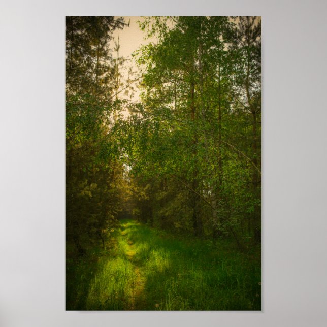 Poster Nature Green Trees Paysage forestier Biélorussie (Devant)