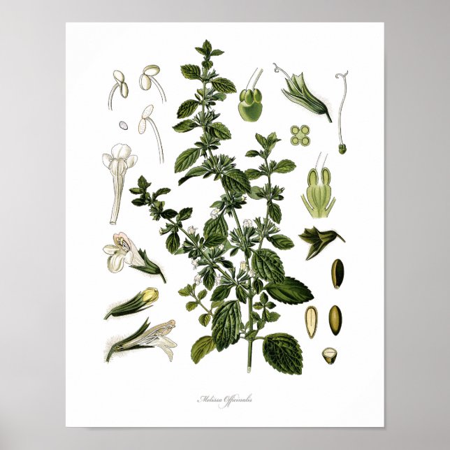 Poster Nature, imprimé botanique, art floral de Lemon Bal (Devant)