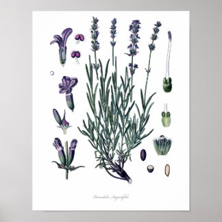 Poster Nature, imprimé botanique, art floral de Vraie Lav
