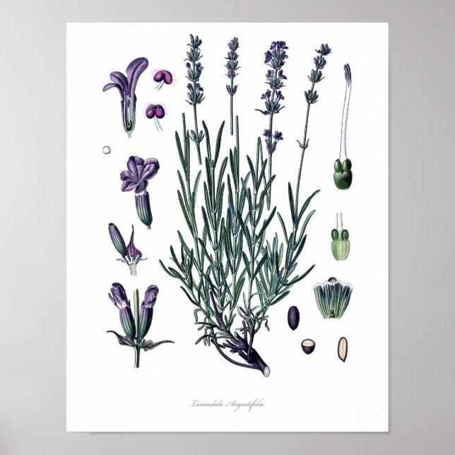 Poster Nature, imprimé botanique, art floral de Vraie Lav (Devant)