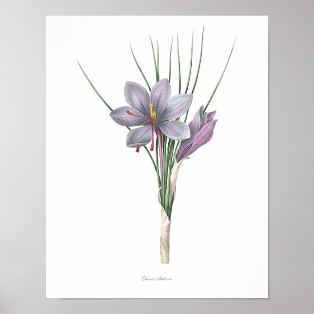 Poster Nature, imprimé botanique, art floral du safran (Devant)