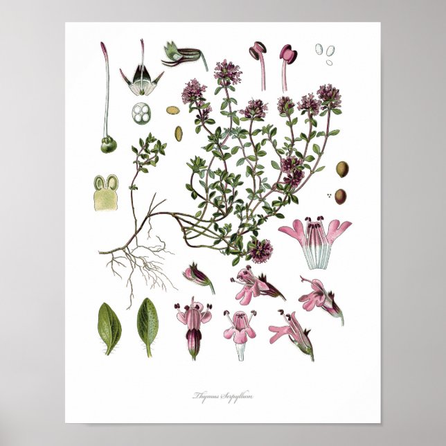 Poster Nature, imprimé botanique, art floral du thym sauv (Devant)