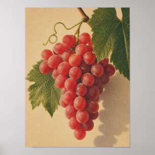 Poster nature morte vintage de raisins rouges