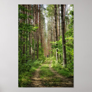 Poster Nature Paysage Paysage Forêt Arbres Biélorussie