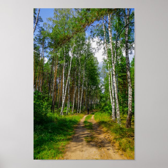 Poster Nature Paysage Paysage Paysage Forêt Birch Biéloru (Devant)