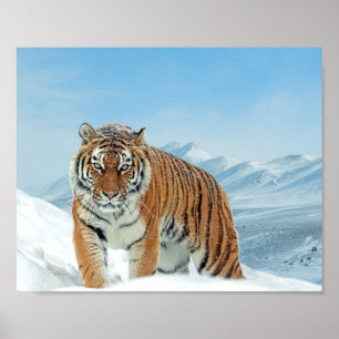 Poster Nature Photo Neige Hiver Tigre Montagnes Imprimer
