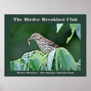 Poster Nature Photography Brown Thrasher Birder Card