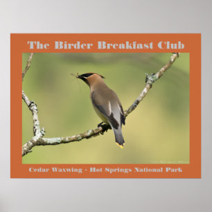 Poster Nature Photography Cedar Waxwing Birder