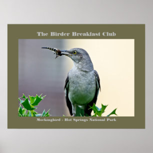 Poster Nature Photography Mockingbird Birder  