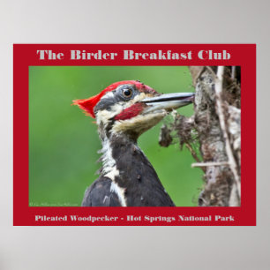 Poster Nature Photography Pileated Woodpecker Birder