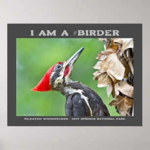 Poster Nature Photography Pileated Woodpecker Birder