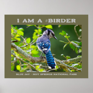 Poster Nature Photography Shy Blue Jay Birder