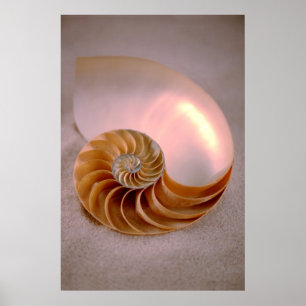 Poster Nautilus chambré