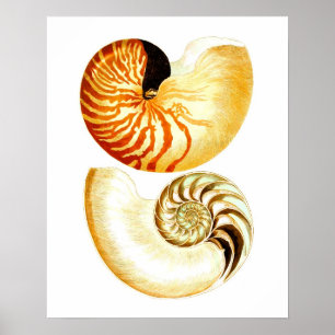 Poster Nautilus Shell Seashell no.8 Beach Decor Art Print