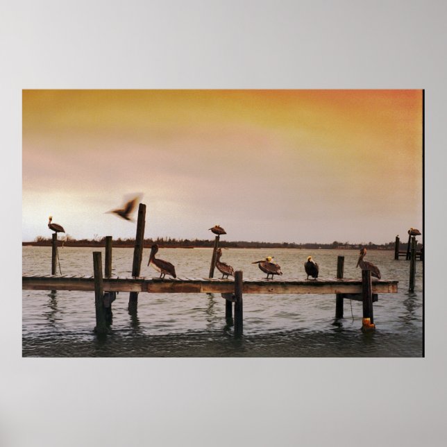 Poster NC Pélicans (Devant)