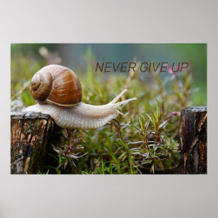 Poster NE JAMAIS RENONCER - édition escargot