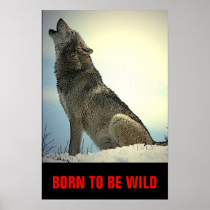 Poster Né Pour Être Wild Motivational Wolf Howling Moon