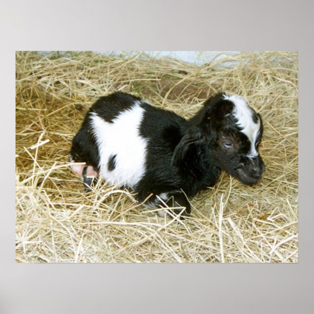 Poster Né tout juste (Devant)