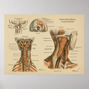 Poster Neck Spine Muscles Chiropractic Massage Chart