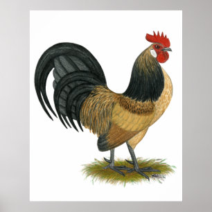 Poster Néerlandais Bantam : Bleu Quail Rooster