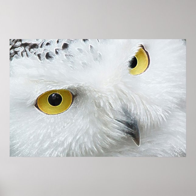 POSTER NEIGE OWL EYES (Devant)