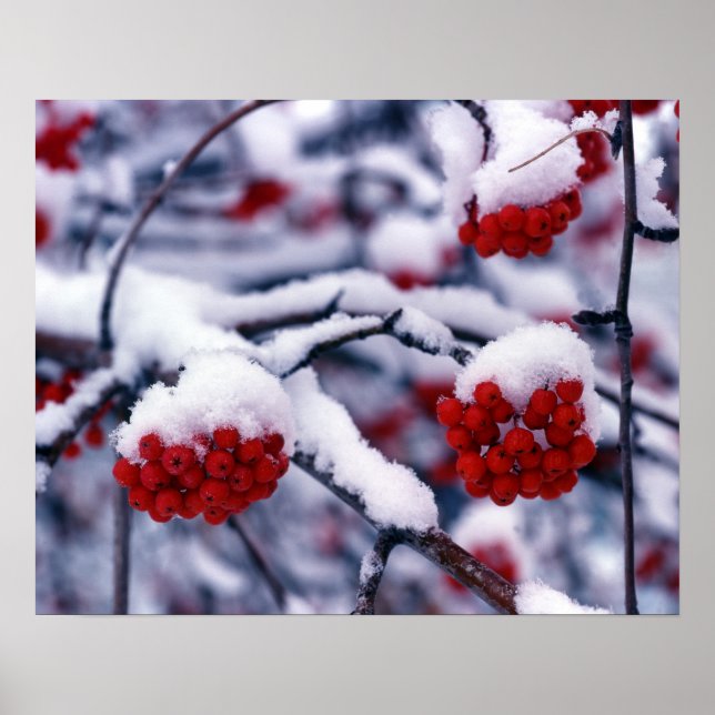 Poster Neige sur les Berries Européennes de Cendres de Mo (Devant)