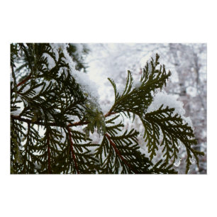 Poster Neige sur les branches À feuillage persistant