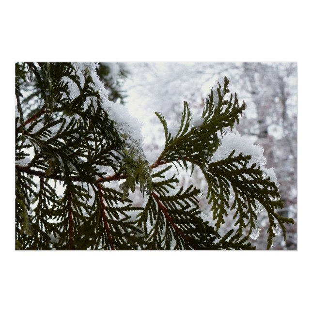 Poster Neige sur les branches À feuillage persistant (Devant)