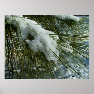 Poster Neige sur une branche d'arbre à pin