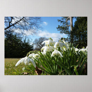 Poster Neige tombant sous le pommier