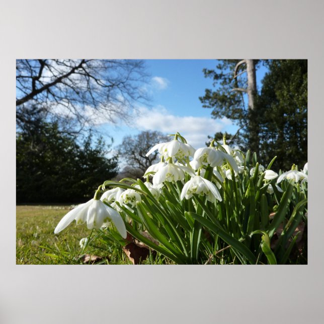 Poster Neige tombant sous le pommier (Devant)