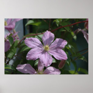 Poster Nelly Moser Clematis 2009
