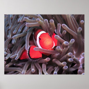 Poster Nemo trouvé