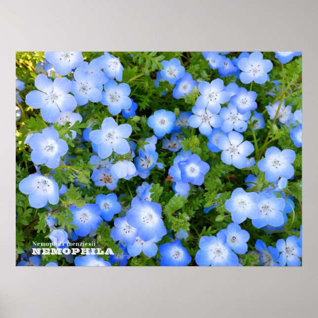 Poster NEMOPHILA（Baby Blue Eyes） (Devant)
