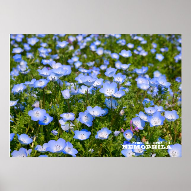 Poster NEMOPHILA（Baby Blue Eyes） (Devant)