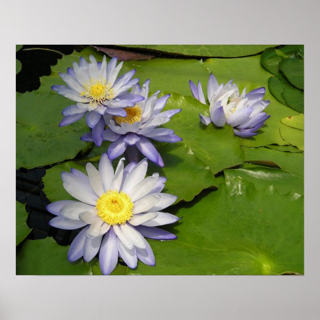 Poster nénuphar (Devant)