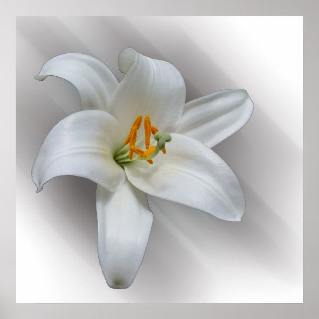 Poster nénuphar blanc (Devant)